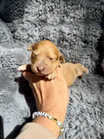 Bree, a female Aussiedoodle and Poodle - Standard  for sale in New Port Richey, FL – Photo 2 of 4