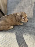 Arden, a female Miniature Dachshund for sale in New Port Richey, FL – Photo 5 of 10