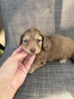 Arden, a female Miniature Dachshund for sale in New Port Richey, FL – Photo 4 of 10