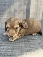 Arden, a female Miniature Dachshund for sale in New Port Richey, FL – Photo 3 of 10