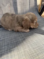 Arden, a female Miniature Dachshund for sale in New Port Richey, FL – Photo 10 of 10