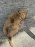 Arden, a female Miniature Dachshund for sale in New Port Richey, FL – Photo 6 of 10