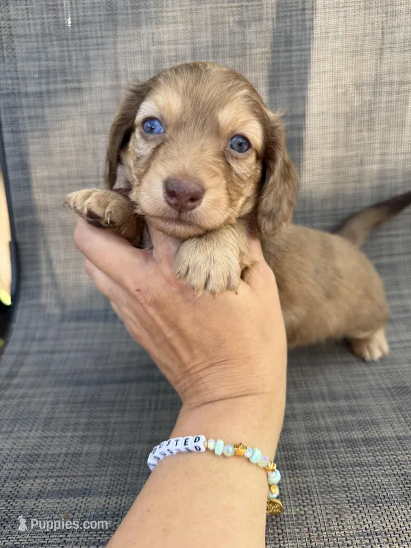 Arden – Miniature Dachshund puppy for sale in New Port Richey, FL