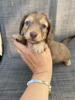 Arden, a female Miniature Dachshund for sale in New Port Richey, FL – Photo 1 of 10