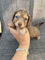 Arden, a female Miniature Dachshund for sale in New Port Richey, FL – Photo 2 of 10