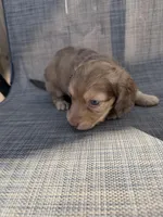 Arden, a female Miniature Dachshund for sale in New Port Richey, FL – Photo 8 of 10