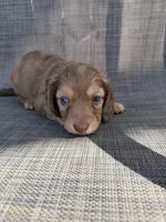 Arden, a female Miniature Dachshund for sale in New Port Richey, FL – Photo 7 of 10