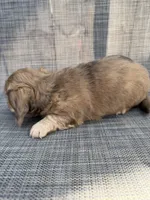 Arden, a female Miniature Dachshund for sale in New Port Richey, FL – Photo 9 of 10