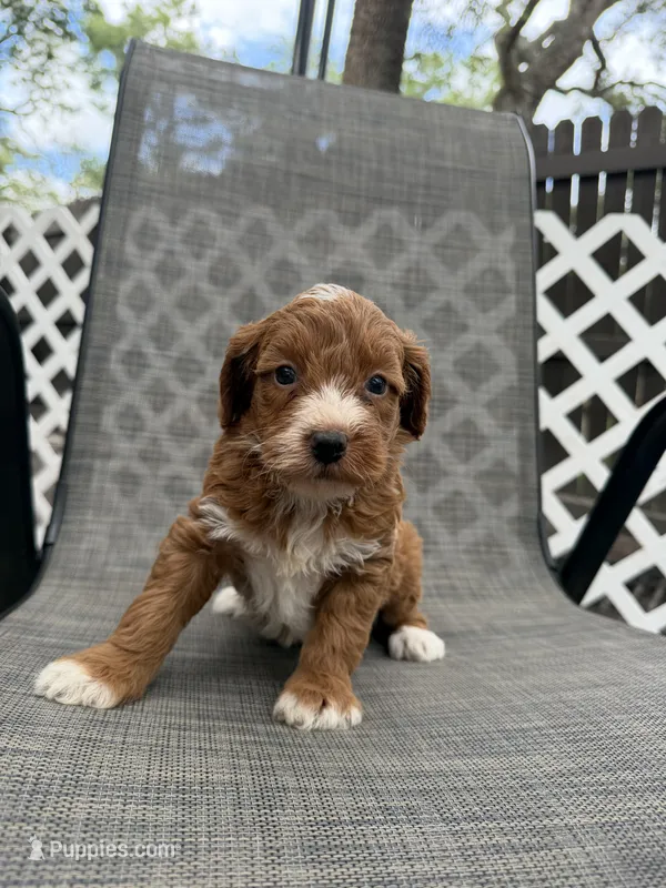Emery – Miniature Goldendoodle puppy for sale in New Port Richey, FL
