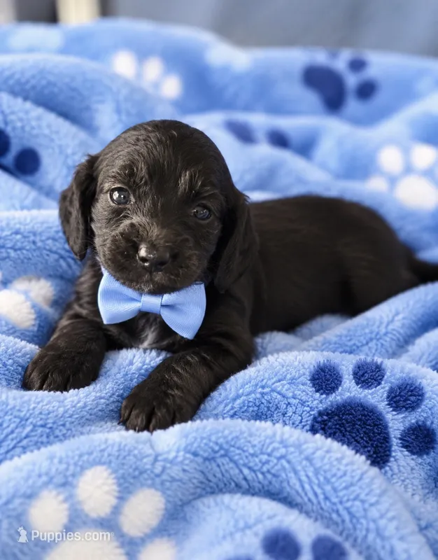 Ziggy – Miniature Dachshund puppy for sale in New Port Richey, FL