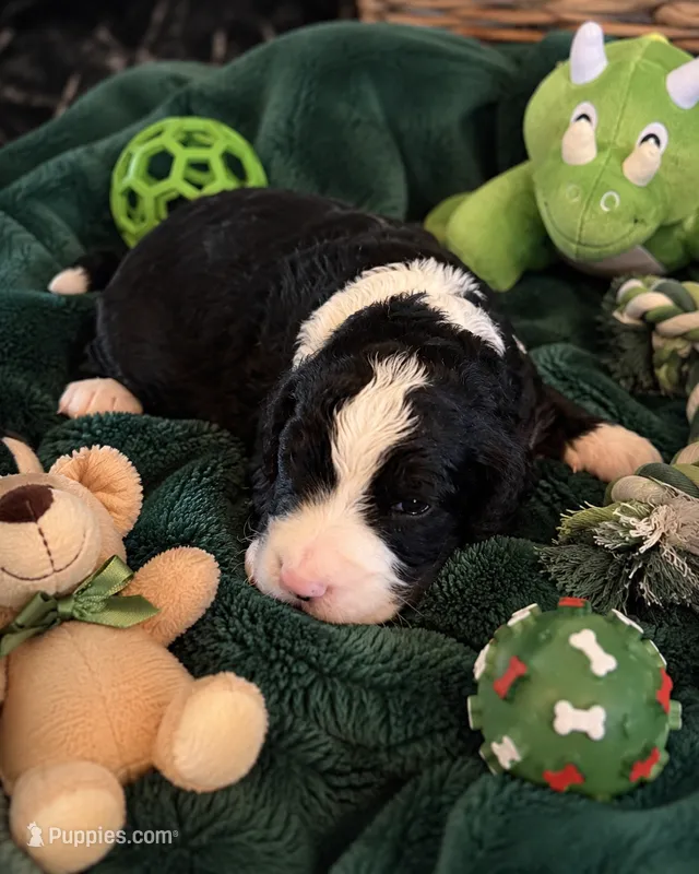Reuben – Bernedoodle puppy for sale in New Port Richey, FL
