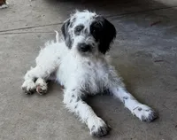 Rosalina Dalmadoodle, a female Dalmatian and Poodle - Standard  for sale in New Port Richey, FL – Photo 1 of 5