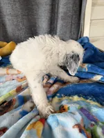 Wrenlee Dalmadoodle, a female Dalmatian for sale in New Port Richey, FL – Photo 6 of 8