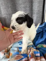 Wrenlee Dalmadoodle, a female Dalmatian for sale in New Port Richey, FL – Photo 7 of 8