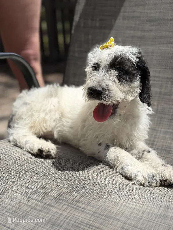 Wrenlee Dalmadoodle – Dalmatian, Poodle - Standard  puppy for sale in New Port Richey, FL