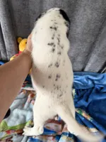 Wrenlee Dalmadoodle, a female Dalmatian for sale in New Port Richey, FL – Photo 3 of 8