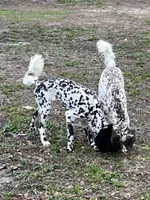 Wrenlee Dalmadoodle, a female Dalmatian and Poodle - Standard  for sale in New Port Richey, FL – Photo 4 of 10