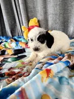 Wrenlee Dalmadoodle, a female Dalmatian for sale in New Port Richey, FL – Photo 5 of 8
