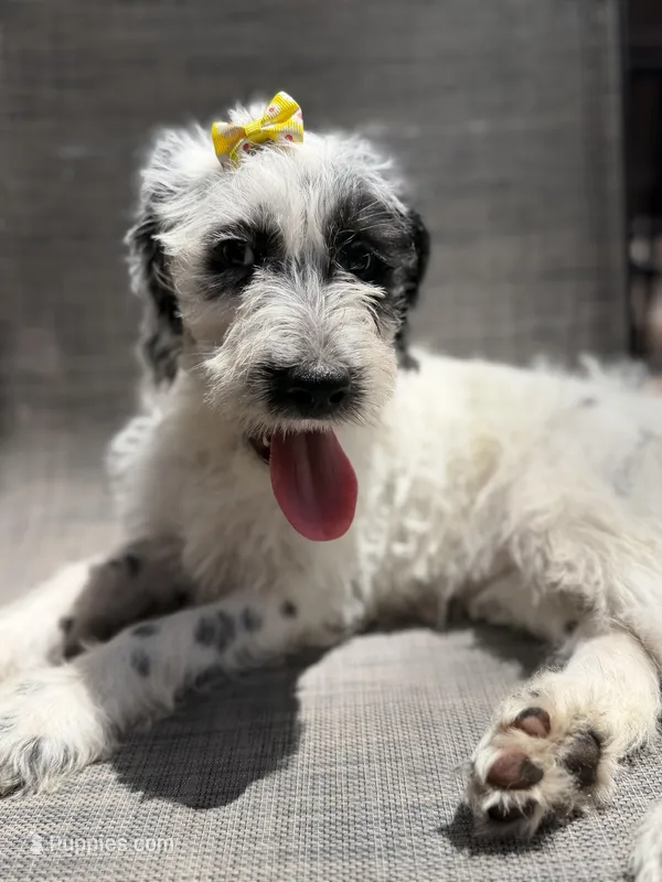 Wrenlee Dalmadoodle – Dalmatian, Poodle - Standard  puppy for sale in New Port Richey, FL
