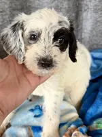 Wrenlee Dalmadoodle, a female Dalmatian for sale in New Port Richey, FL – Photo 2 of 8