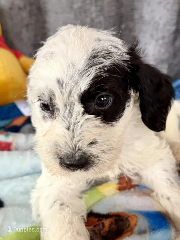 Wrenlee Dalmadoodle – Dalmatian puppy for sale in New Port Richey, FL