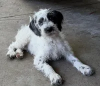 Rosalina Dalmadoodle, a female Dalmatian and Poodle - Standard  for sale in New Port Richey, FL – Photo 2 of 5