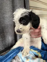 Wrenlee Dalmadoodle, a female Dalmatian for sale in New Port Richey, FL – Photo 4 of 8