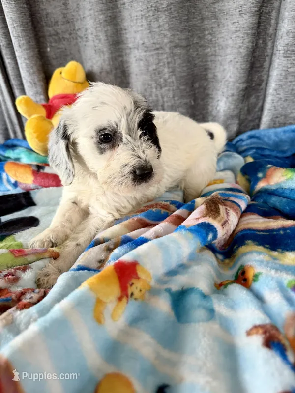 Wrenlee Dalmadoodle – Dalmatian puppy for sale in New Port Richey, FL