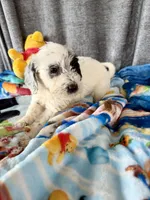 Wrenlee Dalmadoodle, a female Dalmatian for sale in New Port Richey, FL – Photo 8 of 8