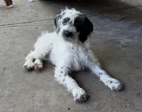 Rosalina Dalmadoodle, a female Dalmatian and Poodle - Standard  for sale in New Port Richey, FL – Photo 3 of 5