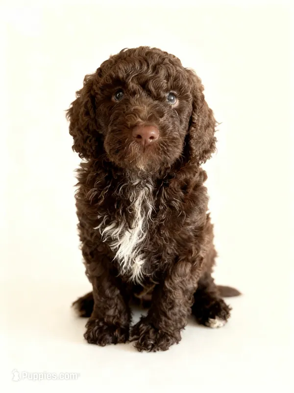 George – Miniature Goldendoodle puppy for sale in New Port Richey, FL