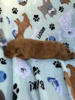 processed/c4e36716-89f0-4c47-ba05-c650dec672a0/listing/64bd7722-7091-4d8e-8cfe-f323b2d4bfea/14c5f622-d97b-4496-abfa-08c77bb83f25