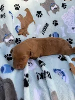 processed/c4e36716-89f0-4c47-ba05-c650dec672a0/listing/64bd7722-7091-4d8e-8cfe-f323b2d4bfea/209505cf-2704-459c-9758-ed44136cd201