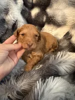 Uriyah, a female Miniature Aussiedoodle for sale in New Port Richey, FL – Photo 4 of 4