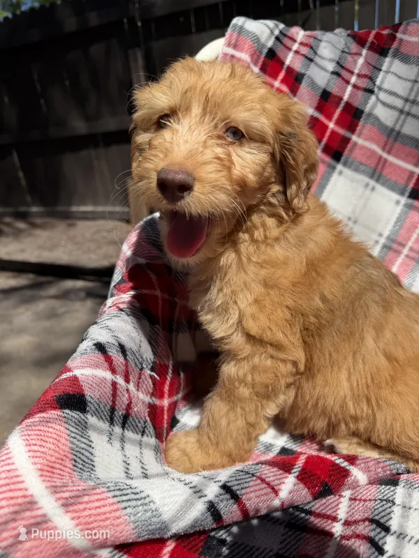 Uriyah – Miniature Aussiedoodle puppy for sale in New Port Richey, FL