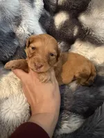 Uriyah, a female Miniature Aussiedoodle for sale in New Port Richey, FL – Photo 2 of 4