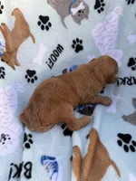 processed/c4e36716-89f0-4c47-ba05-c650dec672a0/listing/64bd7722-7091-4d8e-8cfe-f323b2d4bfea/95ca970e-cb24-40fe-b5c4-f170b6293ebd