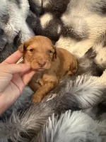 Uriyah, a female Miniature Aussiedoodle for sale in New Port Richey, FL – Photo 3 of 4