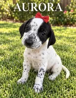 Aurora Dalmadoodle, a male Dalmatian for sale in New Port Richey, FL – 2 of 3