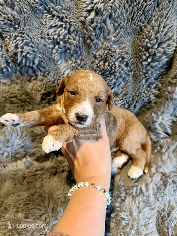 Emmett – Miniature Goldendoodle puppy for sale in New Port Richey, FL