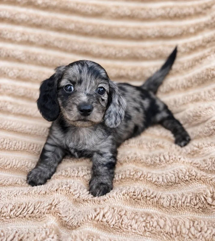 Zaylee – Miniature Dachshund puppy for sale in New Port Richey, FL