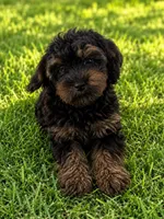 Kingsley, a male Yorkipoo and Poodle - Toy  for sale in New Port Richey, FL – 2 of 2