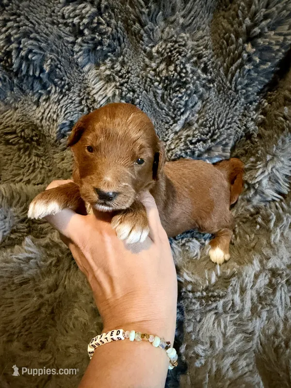 Edison – Miniature Goldendoodle puppy for sale in New Port Richey, FL