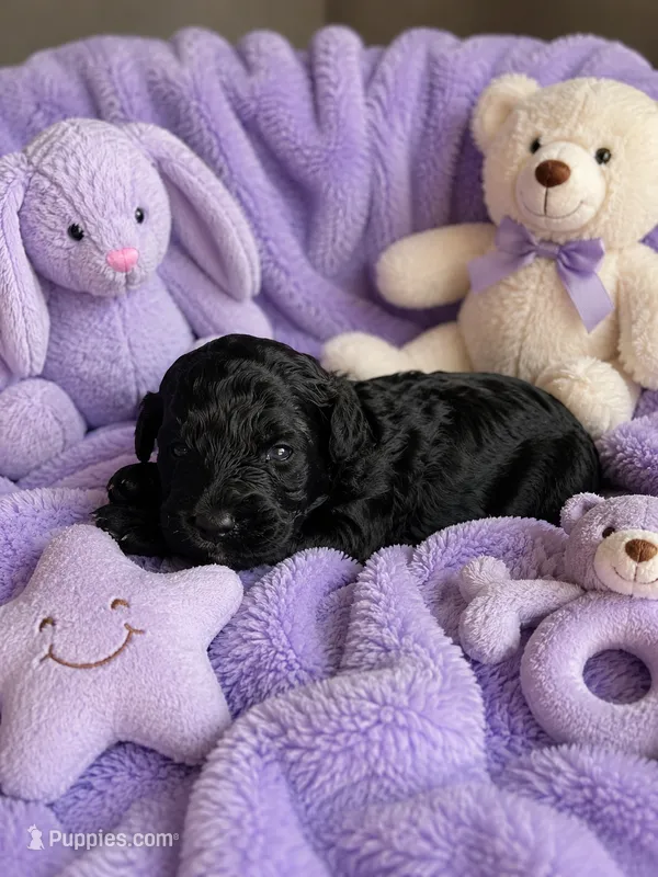 Ophelia Toy Aussiedoodle – Miniature Aussiedoodle puppy for sale in New Port Richey, FL