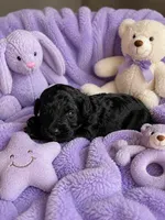 Ophelia Toy Aussiedoodle, a female Miniature Aussiedoodle for sale in New Port Richey, FL – 1 of 1