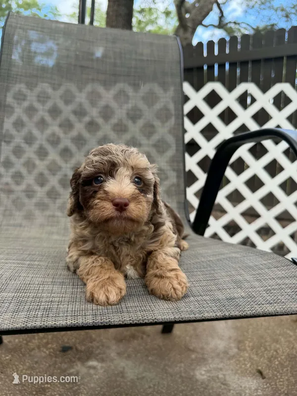 Clarice – Miniature Bernedoodle puppy for sale in New Port Richey, FL
