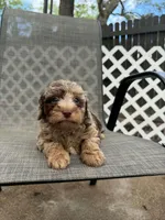 Clarice, a male Miniature Bernedoodle for sale in New Port Richey, FL – 1 of 3