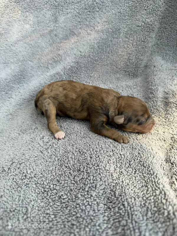 Indiana – Cockapoo puppy for sale in New Port Richey, FL