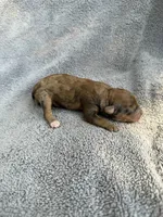 Indiana, a female Cockapoo for sale in New Port Richey, FL – Photo 1 of 7