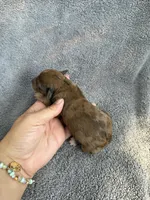 Indiana, a female Cockapoo for sale in New Port Richey, FL – Photo 6 of 7